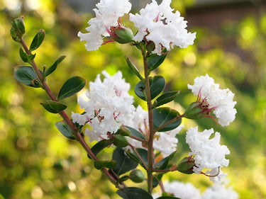 1000 Bulk CREPE MYRTLE Mixed Colors Lagerstroemia Indica Mix Tree Shrub Flower Seeds - Red, Purple, Light Pink, Dark Pink, White, & Lilac